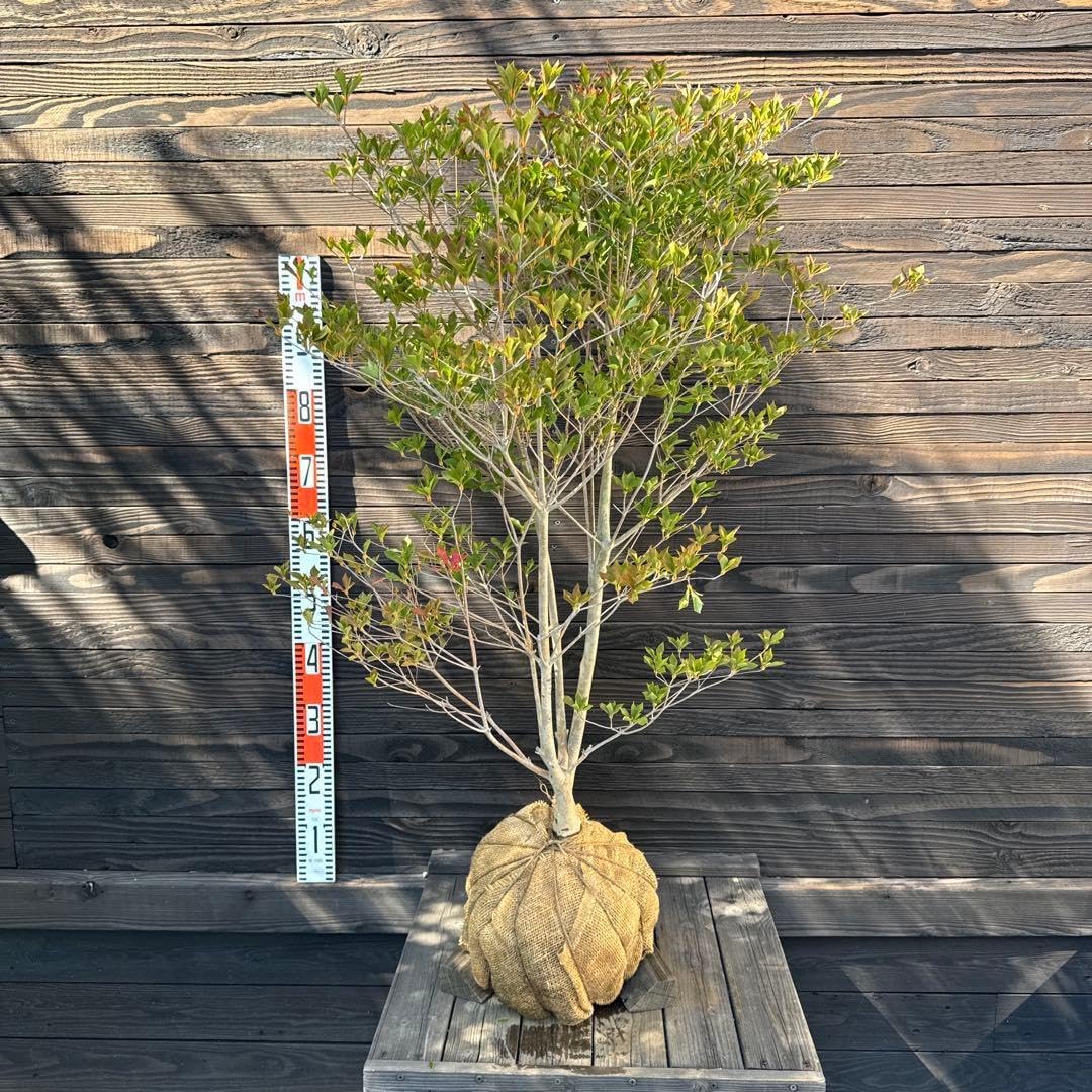 user_4af841f9様専用 ワイルドストロベリー食器定価9万弱 計17点 2025